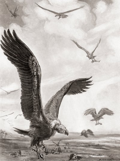 戦死者の手足を持ち去るハゲワシ（ハッチンソンの『諸国民の歴史』1915年刊より 作： マーガレット（後）ドヴァストン