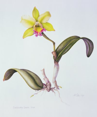 Brassolaeliocattleya Greenwich, Elmhurst (水彩・紙) 作： Margaret Ann Eden