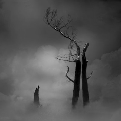 不気味な葉の落ちた木々 作： 