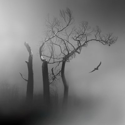 孤独な鳥　霧に包まれた木々 作： Margaret Halaby