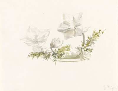 生け花の習作 （黒鉛、水彩） 作： Margaret Louisa Herschel