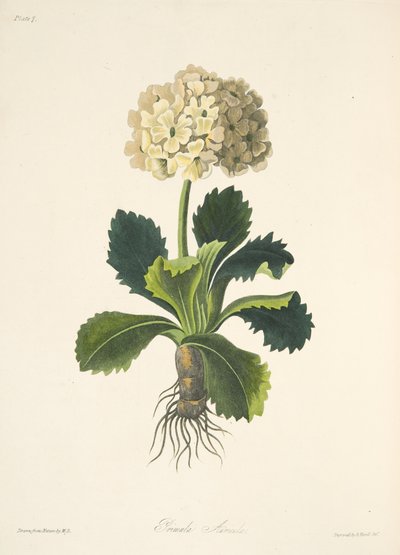 Auricula、季節の花のイラスト、パブ。 1829年（手描きの彫刻） 作： Margaret Roscoe