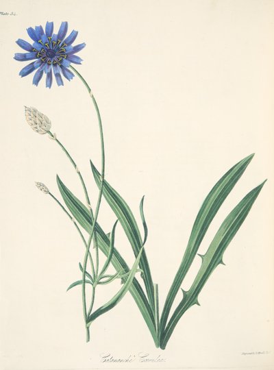 青い花のイラスト、季節の花のイラスト、パブ。 1829年（手描きの彫刻） 作： Margaret Roscoe