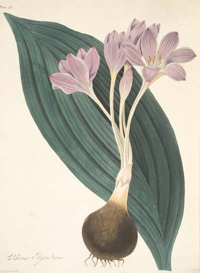 広葉草原サフラン、季節の花のイラスト、パブ。 1829年（手描きの彫刻） 作： Margaret Roscoe
