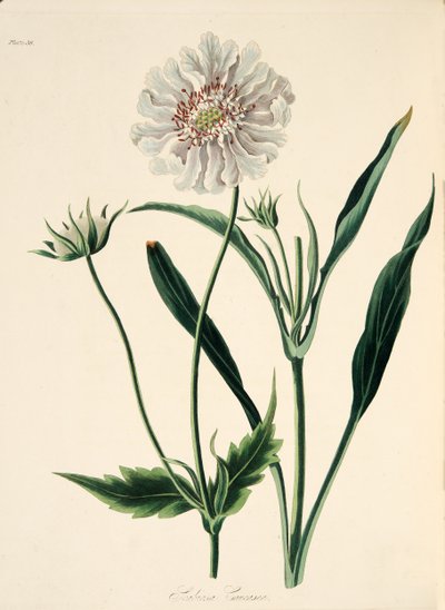 Caucasean Scabious、季節の花のイラスト、パブ。 1829年（手描きの彫刻） 作： Margaret Roscoe