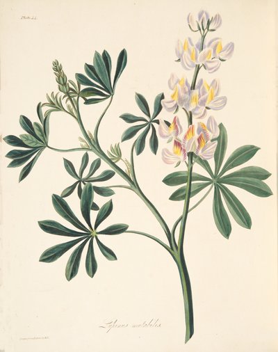 季節の花のイラストからの可変花ルパン、パブ。 1829年（手描きの彫刻） 作： Margaret Roscoe