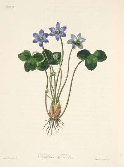 季節のフローラルイラストからの一般的な青いHepatica、パブ。 1829年（手描きの彫刻） 作： Margaret Roscoe