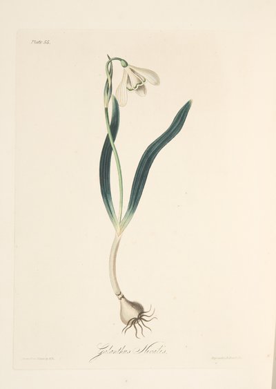 一般的なスノードロップ、季節の花のイラスト、パブ。 1829年（手描きの彫刻） 作： Margaret Roscoe