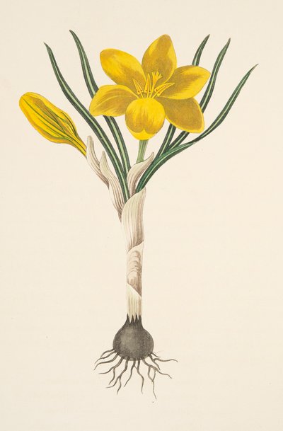 一般的な黄色のクロッカス、季節の花のイラスト、パブ。 1829年（手描きの彫刻） 作： Margaret Roscoe