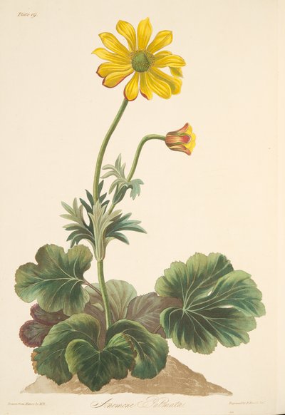 シクラメンの葉のアネモネ、季節の花のイラスト、パブ。 1829年（手描きの彫刻） 作： Margaret Roscoe