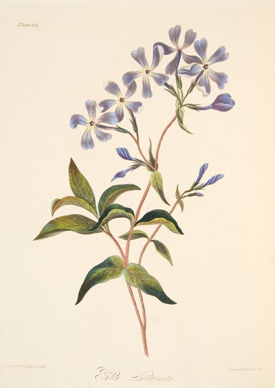 初期の開花シジミチョウ、季節の花のイラスト、パブ。 1829年（手描きの彫刻） 作： Margaret Roscoe