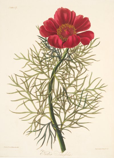 ファインリーフ牡丹、季節の花のイラスト、パブ。 1829年（手描きの彫刻） 作： Margaret Roscoe