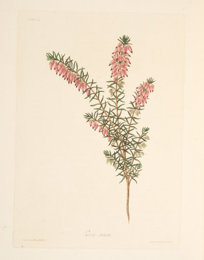 パブ、季節のフローラルイラストレーションからの肌色、早い流れのヒース。 1829年（手描きの彫刻） 作： Margaret Roscoe