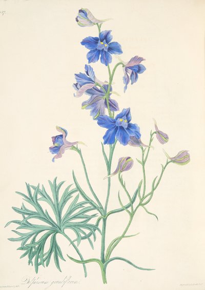 素晴らしい花の咲くラークスパー、季節の花のイラスト、パブ。 1829年（手描きの彫刻） 作： Margaret Roscoe