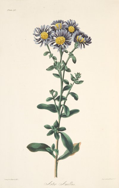 イタリアのアスター、季節の花のイラスト、パブ。 1829年（手描きの彫刻） 作： Margaret Roscoe