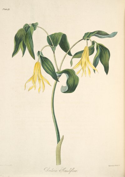 大きな花の咲くベルワート、季節の花のイラスト、パブ。 1829年（手描きの彫刻） 作： Margaret Roscoe