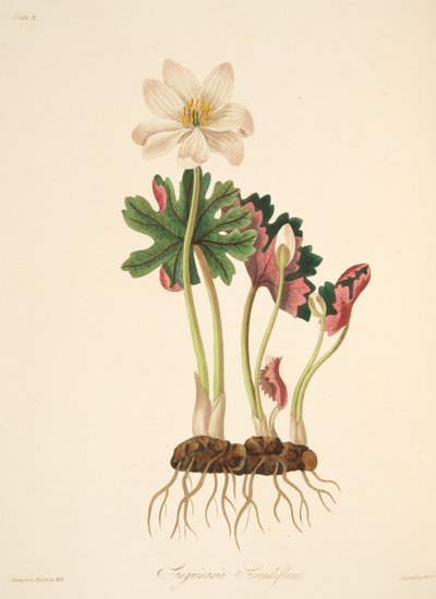 大きな花の咲くブラッドワート、季節の花のイラスト、パブ。 1829年（手描きの彫刻） 作： Margaret Roscoe