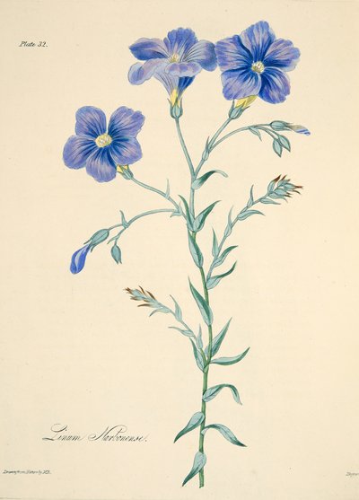 Narbonne Flax、季節の花のイラスト、パブ。 1829年（手描きの彫刻） 作： Margaret Roscoe