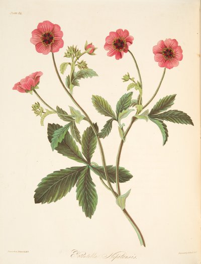 ニパルポテンティラ、季節の花のイラスト、パブ。 1829年（手描きの彫刻） 作： Margaret Roscoe