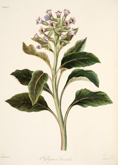 オリエンタルヒョスムス、季節の花のイラスト、パブ。 1829年（手描きの彫刻） 作： Margaret Roscoe