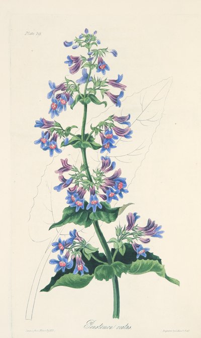 Ovate-leaved Penstemon、季節の花のイラスト、パブ。 1829年（手描きの彫刻） 作： Margaret Roscoe