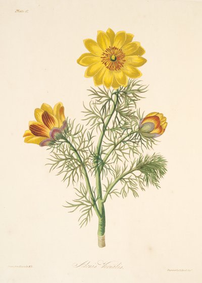 多年生のアドニス、季節の花のイラスト、パブ。 1829年（手描きの彫刻） 作： Margaret Roscoe