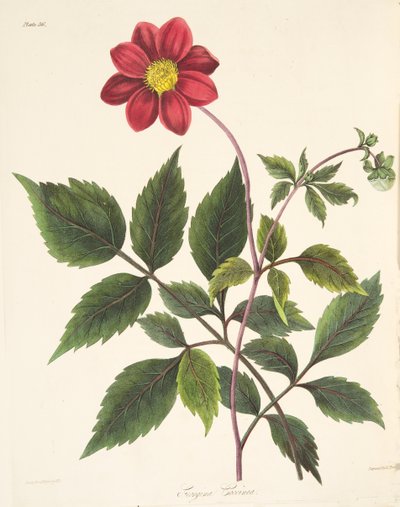レッドダリア、季節の花のイラスト、パブ。 1829年（手描きの彫刻） 作： Margaret Roscoe