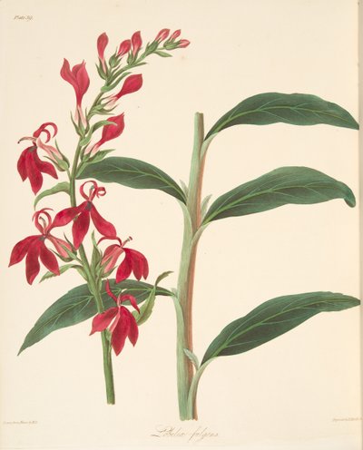 Refulgent Lobelia、季節のフローラルイラスト、パブ。 1829年（手描きの彫刻） 作： Margaret Roscoe