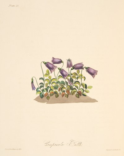 Russet Bell Flower、季節のフローラルイラスト、パブ。 1829年（手描きの彫刻） 作： Margaret Roscoe
