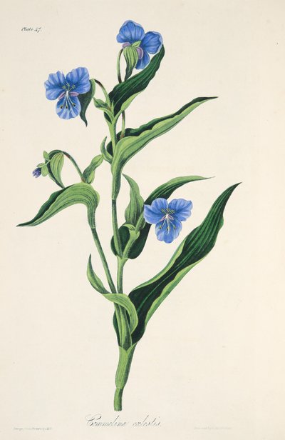スカイブルーのコメリーナ、季節の花のイラスト、パブ。 1829年（手描きの彫刻） 作： Margaret Roscoe