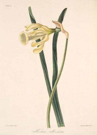 スペインの水仙、季節の花のイラスト、パブ。 1829年（手描きの彫刻） 作： Margaret Roscoe