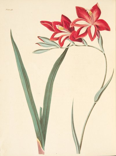 素晴らしい花のイラスト、季節のフローラルイラスト、パブから。 1829年（手描きの彫刻） 作： Margaret Roscoe