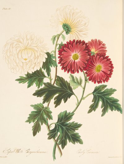 パブ、季節の花のイラストから見事な白い菊と初期の赤。 1829年（手描きの彫刻） 作： Margaret Roscoe