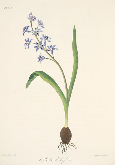パブ、四季折々の花のイラストからの2葉スクイル。 1829年（手描きの彫刻） 作： Margaret Roscoe