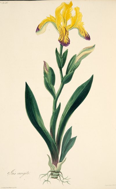 季節の花のイラストからの多彩なアイリス、パブ。 1829年（手描きの彫刻） 作： Margaret Roscoe