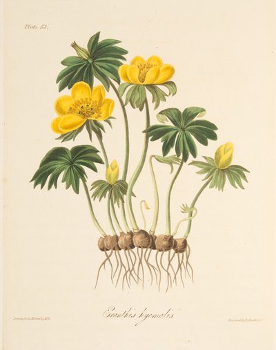 冬のトリカブト、季節の花のイラスト、パブ。 1829年（手描きの彫刻） 作： Margaret Roscoe