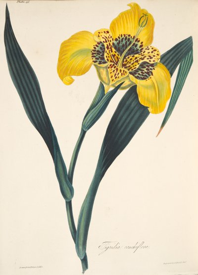 黄花のティグリディア、季節の花のイラスト、パブ。 1829年（手描きの彫刻） 作： Margaret Roscoe