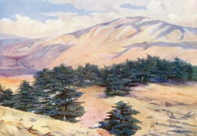 杉とデエル・コディブの全景（カラーリトグラフ） 作： Margaret Thomas