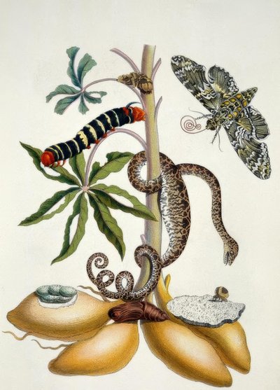 次のアーティストによるアート作品 Maria Sibylla Merian