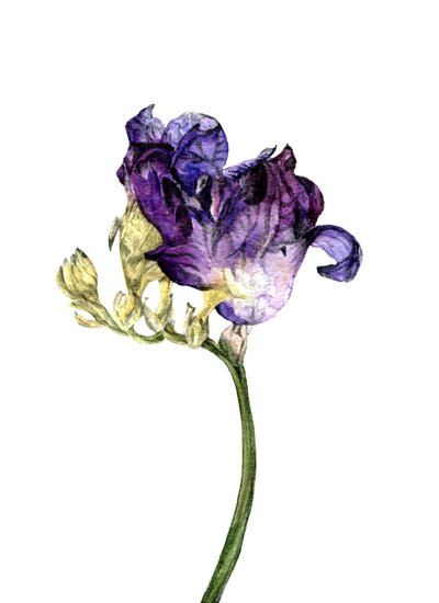 フリージアの花、2018年 作： Maria Basea