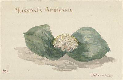 ブルーム マソニア アフリカーナ MASSONIA AFRICANA (オブジェクトのタイトル) 作： Maria Geertruida Barbiers Snabilié