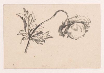ポピー 作： Maria Geertruida de Goeje Barbiers (attributed to)