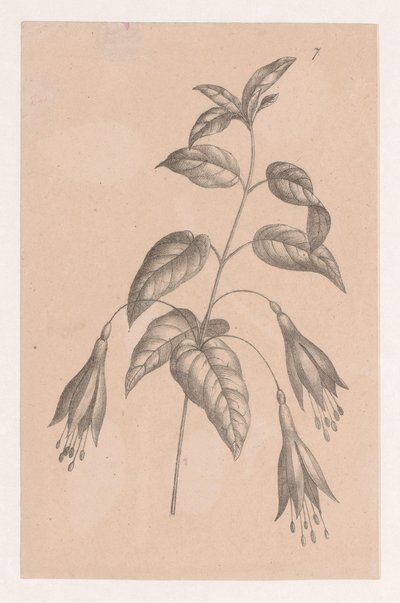 花の枝 作： Maria Geertruida de Goeje Barbiers (attributed to)