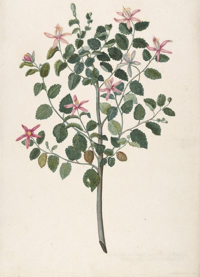 赤紫色の花を咲かせる植物の研究 Sebastiana africana purpurea, 1695. 作： Maria Monninckx