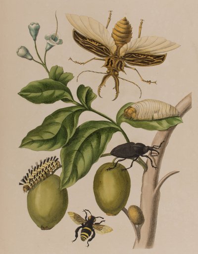 1705年に出版された「Metamorphosis insectorum Surinamensium」のイラスト。Ofte Verandering der Surinaamsche Insecten」（1705年出版）の図版（彩色済み彫刻）。 作： Maria Sibylla Graff (after) Merian