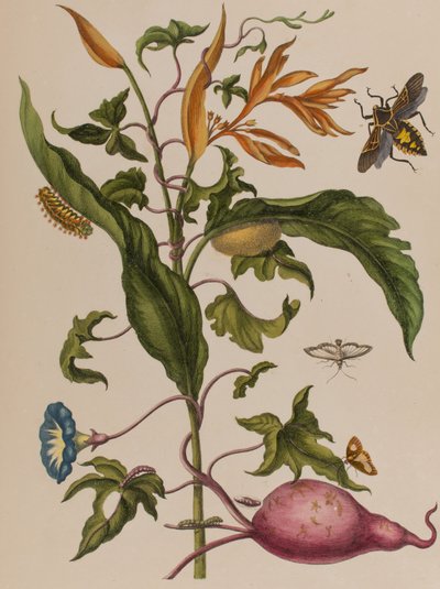 1705年に出版された「Metamorphosis insectorum Surinamensium」のイラスト。Ofte Verandering der Surinaamsche Insecten」（1705年出版）の図版（彩色済み彫刻）。 作： Maria Sibylla Graff (after) Merian