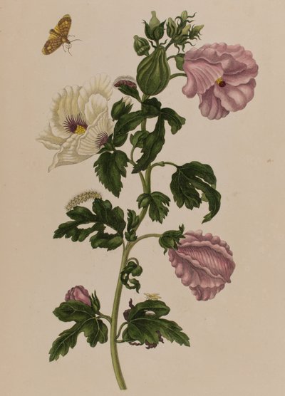 1705年に出版された「Metamorphosis insectorum Surinamensium」のイラスト。Ofte Verandering der Surinaamsche Insecten」（1705年出版）の図版（彩色済み彫刻）。 作： Maria Sibylla Graff (after) Merian