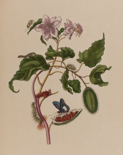 1705年に出版された「Metamorphosis insectorum Surinamensium」のイラスト。Ofte Verandering der Surinaamsche Insecten」（1705年出版）の図版（彩色済み彫刻）。 作： Maria Sibylla Graff (after) Merian