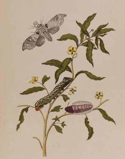 1705年に出版された「Metamorphosis insectorum Surinamensium」のイラスト。Ofte Verandering der Surinaamsche Insecten」（1705年出版）の図版（彩色済み彫刻）。 作： Maria Sibylla Graff (after) Merian