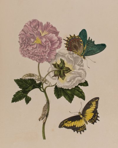 1705年に出版された「Metamorphosis insectorum Surinamensium」のイラスト。Ofte Verandering der Surinaamsche Insecten」（1705年出版）の図版（彩色済み彫刻）。 作： Maria Sibylla Graff (after) Merian